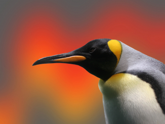 Pinguin
